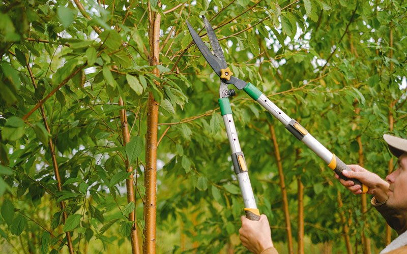 Tree trimming in Gradyville, KY